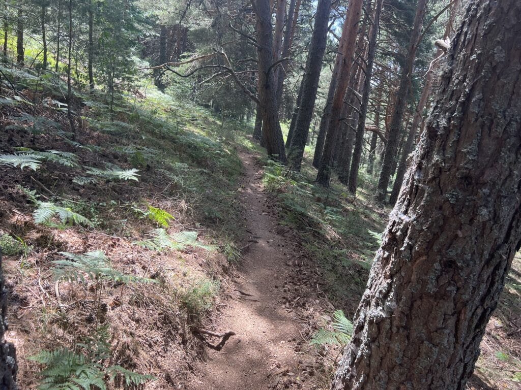 Correcaminos