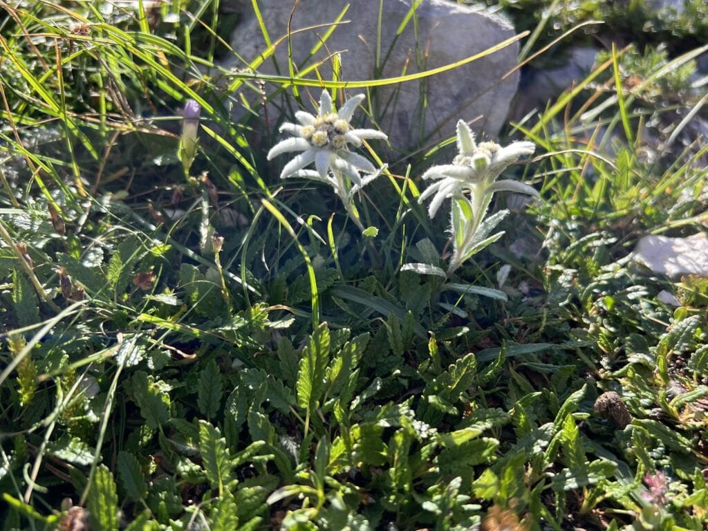 edelweiss